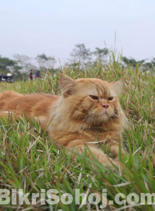 persian cat